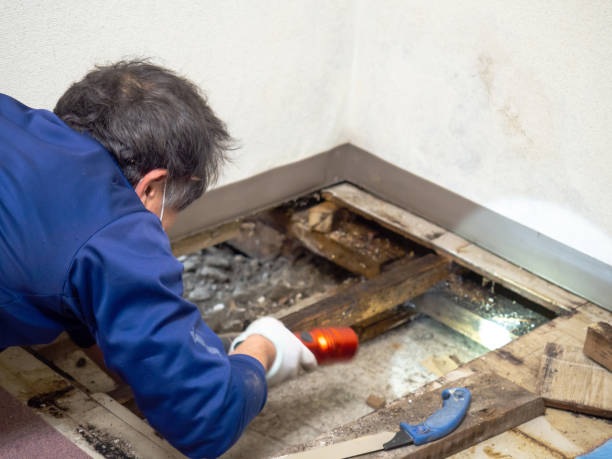 Professional Mold Removal in Penn Estates, PA