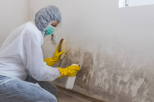 Best Commercial Mold Removal  in Penn Estates, PA