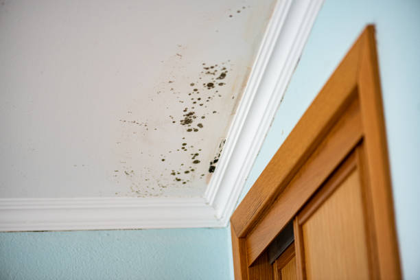 Mold Removal Process in Penn Estates, PA