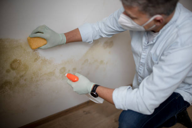 Best Best Mold Removal Companies  in Penn Estates, PA