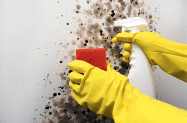 Best Toxic Mold Removal  in Penn Estates, PA